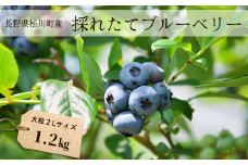 KB01-25A ブルーベリー 1.2kg / 2025年6月下旬頃から発送予定 // 採れたて 長野県 南信州 松川町 フレッシュブルーベリー 摘みたて 朝摘み 新鮮 安全 農家直送 大粒 2Lサイズ以上