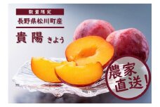 KP01-25A 高級プラム 貴陽 約1.8kg（6～9玉） 贈答（松川町産）/ 2025年8月中旬頃～発送予定 // 長野県 南信州 松川町産 プラム すもも 高級フルーツ 希少 贈答 産地直送 農家直送 新鮮 数量限定