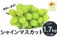 甘くパリッとした歯ごたえで、美しいマスカット色が目にもおいしい！