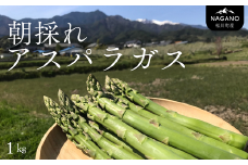 KY01-25B 朝採りアスパラガス 1kg / 2025年7月下旬～8月中旬頃 発送予定 // 長野県産 南信州 松川町産 L〜2Lサイズ 春アスパラ 夏アスパラ アスパラ 野菜 春野菜 農家直送 産地直送 