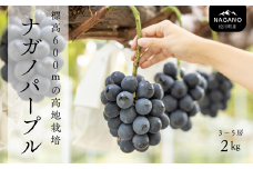 TK07-25A ぶどう ナガノパープル 約2kg ／2025年9月上旬頃～配送予定 // 長野県 南信州 松川町産 種なし 皮ごと 南信州 長野県 オリジナル品種 稀少 高糖度 高品質 人気 贈答 ギフト