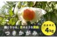 松川町産 贈答用 つきかがみ　4kg以上（12～16玉）