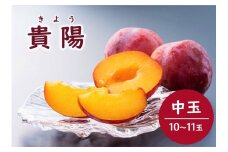 KP02-25A 高級プラム 貴陽（中玉）約1.8kg（10～11玉） 贈答（松川町産）/ 2025年8月中旬頃～発送予定  // 長野県 南信州 松川町産 プラム すもも 高級フルーツ 希少 贈答 産地直送 農家直送 新鮮 数量限定