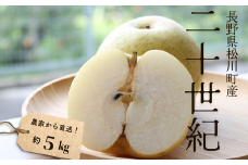 KW02-25A 梨 二十世紀 約5kg（9～14玉）贈答 / 2025年9月中旬頃～配送予定 // 長野県 南信州 松川町産 和梨 なし ナシ 20世紀 産地直送 農家直送 農家支援 贈答 二十世紀梨 果物 フルーツ