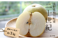 KW04-25A 梨 二十世紀 約3kg（5～9玉） 松川町産 贈答 / 9月中旬頃〜発送予定 // 長野県 南信州 松川町 和梨 梨 なし ナシ 20世紀 約3㎏ 産地直送 農家直送 農家支援 贈答 二十世紀 果物 フルーツ