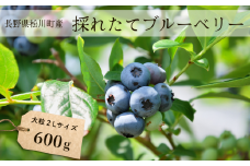 KB02-25A ブルーベリー 600g / 2025年6月下旬頃から発送予定 // 採れたて 長野県 南信州 松川町 フレッシュブルーベリー 摘みたて 朝摘み 新鮮 安全 農家直送 大粒 ２Lサイズ以上