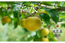 YN07-25A 梨 幸水 約5kg 減農薬栽培 秀品／2025年8月中旬～9月上旬頃配送予定 // 梨 ナシ なし 幸水 減農薬栽培 農家直送 農家支援 長野県 松川町 南信州