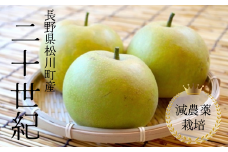 YN08-25A 梨 二十世紀 約5kg 減農薬栽培 秀品／2025年9月上旬～下旬頃配送予定 //長野県 南信州 松川町 安心 安全 減農薬栽培 贈答 梨 二十世紀 20世紀 なし ナシ