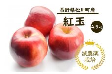 YN14-25A りんご 紅玉 約4.5kg 減農薬栽培 秀品／2025年9月下旬頃から配送予定 // りんご リンゴ 林檎 紅玉 減農薬栽培 農家直送 農家支援 長野県 松川町 南信州