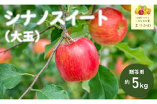 KR01-25A りんご シナノスイート 贈答【大玉】約5kg（8～13玉） / 10月中旬頃～配送予定 // 長野県 南信州 松川町産 ギフト りんご リンゴ 林檎 シナノスイート  農家直送 農家支援 産地直送
