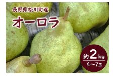 KL07-25A 洋梨 オーロラ 約2kg（4〜7玉）贈答 / 2025年9月上旬頃〜配送予定 // 長野県 南信州 松川町産 洋ナシ 洋なし オーロラ 産地直送 農家直送 農家支援 贈答 果物 西洋梨 フルーツ 