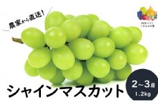 KG02-25A ぶどう シャインマスカット 約1.2㎏（2～3房）贈答 / 2025年9月下旬頃～配送予定 // 長野県 南信州 松川町 葡萄 ブドウ 産地直送 農家直送 マスカット 種なし 皮ごと 贈答 果物 フルーツ 高地栽培