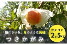 KM05-25A 黄桃 つきかがみ 2.5kg以上 （6～10玉） ／8月下旬～9月中旬頃 発送予定 //長野県 南信州 松川町 モモ 黄桃 贈答 産地直送 新鮮  約3kg