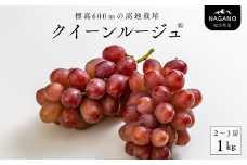 TK13-25A ぶどう クイーンルージュ®  約1kg ／2025年9月下旬頃から発送予定 // 稀少 新品種 長野県 南信州 松川町産 高糖度 葡萄 クインルージュ® 甘い 種なし 皮ごと