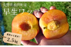 KM09-25A 桃 早生ワッサー 約2.5kg（8～12玉） ／7月下旬～8月上旬頃 発送 //長野県 南信州 松川町 モモ もも ネクタリン 贈答  硬め かため 約3kg 