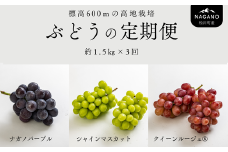 TK15-25A ぶどうの定期便（ナガノパープル／シャインマスカット／クイーンルージュ🄬） 約1.5kg×3回／2025年9月上旬頃～配送予定 // 長野県 南信州 種なし 皮ごと 定期便 食べ比べ 贈答 ギフト 新鮮 希少