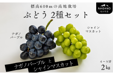 TK16-25A ぶどう2種セット（ナガノパープル／シャインマスカット）約2kg ／2025年9月中旬頃～配送予定 // 長野県 南信州 種なし 葡萄 セット パープル シャイン マスカット 高品質 贈答 ギフト お取り寄せ