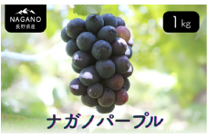MS32-25A ぶどう ナガノパープル （長野県産秀品） 約1kg／2025年8月下旬～9月下旬頃 配送予定 // 種なし 皮ごと 葡萄 ブドウ ぶどう ナガノ パープル 南信州 長野県 オリジナル品種 稀少