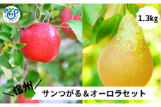 HF26-25A 【信州松川町産】 サンつがる＆オーロラ 2種類セット 約1.3kg ／9月上旬～9月中旬発送予定 // 長野県 南信州  減農薬栽培 りんご サンつがる 洋梨 オーロラ エコファーマー認証 農家支援 HF