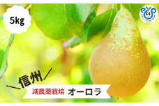 HF30-25A 【信州松川町産】 希少な洋梨オーロラ 約5kg ／9月上旬～9月中旬発送開始予定 // 長野県 南信州  減農薬栽培 洋梨 オーロラ エコファーマー認証 農家支援 