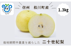 HF31-25A 【信州松川町産】 二十世紀梨 約1.3kg ／9月後半発送開始予定 // 長野県 南信州  減農薬栽培 和梨 なし ナシ 20世紀 ２０世紀 エコファーマー認証 農家支援 