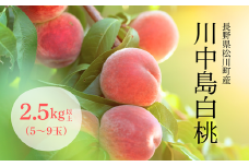 KM10-25A 桃 川中島白桃 2.5kg以上（5～9玉）長野県松川町産／8月下旬ごろ発送／長野県 南信州 松川町 モモ 贈答 産地直送 新鮮