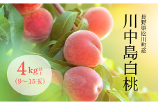 KM11-25A 桃 川中島白桃 4kg以上（10～15玉）長野県松川町産／8月下旬ごろ発送／長野県 南信州 松川町 モモ 贈答 産地直送 新鮮