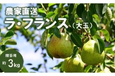 KL05-25A 洋梨 ラ・フランス（大玉） 約3kg 贈答 松川町産 / 10月中旬頃 発送 // 長野県 南信州 松川町 ギフト 洋梨 洋ナシ 洋なし ラフランス 農家直送 農家支援 贈答 大玉 果物 西洋梨 フルーツ