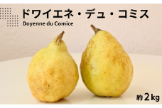 KL10-25A 洋梨 ドワイエネ・デュ・コミス 約2kg 贈答 松川町産 / 10月中旬頃～配送予定 // 長野県 南信州 洋梨 洋ナシ 洋なし コミス 贈答 ギフト 希少 幻 果物 フルーツ