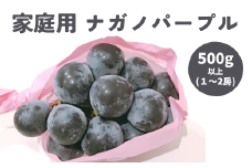 TK18-25A ぶどう ナガノパープル家庭用 500g以上 ／2025年9月上旬頃～配送予定 // 長野県 南信州 松川町産 種なし 皮ごと 南信州 長野県 オリジナル品種 稀少 人気 自家用