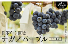 KG03-25A ぶどう ナガノパープル 贈答 3～4房（約1.8kg）／8月下旬頃から発送予定　// 長野県 南信州 松川町 ぶどう 葡萄 ブドウ オリジナル品種 種なし 皮ごと 産地直送 農家直送 稀少 高糖度 高品質 人気 贈答 果物 フルーツ 約2㎏  
