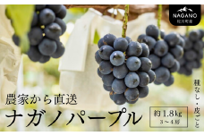 KG03-25A ぶどう ナガノパープル 贈答 3～4房（約1.8kg）／8月下旬頃から発送予定　// 長野県 南信州 松川町 ぶどう 葡萄 ブドウ オリジナル品種 種なし 皮ごと 産地直送 農家直送 稀少 高糖度 高品質 人気 贈答 果物 フルーツ 約2㎏  