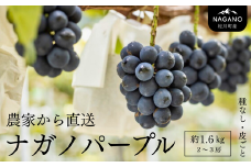 KG04-25A ぶどう ナガノパープル 贈答 2～3房（約1.6kg） ／8月下旬頃から発送予定　// 長野県 南信州 松川町 ぶどう 葡萄 ブドウ オリジナル品種 種なし 皮ごと 産地直送 農家直送 稀少 高糖度 高品質 人気 贈答 果物 フルーツ 約2㎏
