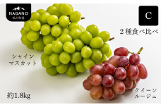 KG13-25A ぶどう2種食べ比べセットC（シャインマスカット／クイーンルージュ🄬）約1.8kg 贈答 / 9月下旬頃〜発送 // 長野県 南信州 松川町 種なし 皮ごと 食べ比べ 詰め合わせ 贈答 新鮮 シャインマスカット ルージュ 産地直送 農家直送 果物 フルーツ