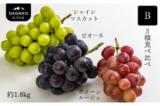 KG14-25A ぶどう3種食べ比べセットB（シャインマスカット／ピオーネ／クイーンルージュ🄬）約1.8kg 贈答 / 9月下旬頃〜発送 // 長野県 南信州 松川町 種なし 皮ごと 食べ比べ 詰め合わせ 贈答 新鮮 シャイン ルージュ ピオーネ 希少 産地直送 農家直送 果物 フルーツ