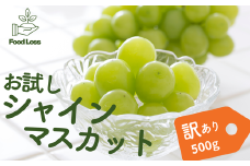 TK19-25A ぶどう シャインマスカット家庭用 500g以上 ／2025年9月上旬～10月初旬配送予定 // 長野県 松川町産 南信州 葡萄 ブドウ 種なし 高品質 2～3房 高糖度 高地栽培 シャインマスカット お試し 訳あり