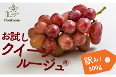 TK20-25A ぶどう クイーンルージュ®家庭用 500g以上 ／2025年9月中旬～10月中旬配送予定 // 稀少 新品種 長野県 南信州 松川町産 高糖度 葡萄 クインルージュ 甘い 種なし 皮ごと 訳あり お試し