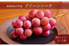 KG07-25A ぶどう クイーンニーナ  約1.3kg 贈答 / 9月15日頃から出荷予定 // 長野県 南信州 松川町 種なし 産地直送 農家直送 贈答 新鮮 希少 新品種 赤ぶどう ブドウ 葡萄 ぶどう 高級ぶどう クイーンニーナ 果物 フルーツ
