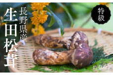 BE05-25B  梅松苑 生田まつたけ 松川町生田産 約400g 贈答 / 10月頃 発送予定 // 松川町産 長野県 まつたけ マツタケ 松茸 旬の野菜 秋の味覚 きのこ キノコ 天然松茸