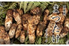 BE06-25B 梅松苑 家庭用 生田松茸 約300g  / 10月頃 発送予定 // 松川町産 長野県 まつたけ マツタケ 松茸 旬の野菜 秋の味覚 きのこ キノコ 天然松茸