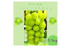 朝採れ厳選シャインマスカット 1.5kg （3～4房） 長野県 信州 南信州 高森町 農家直送 果物 くだもの ぶどう シャイン 旬のぶどう 旬の果物 山吹ふぁーむ牛田 