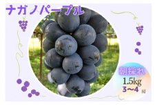 朝採れ厳選ナガノパープル 1.5kg（3～4房） 長野県 信州 南信州 高森町 農家直送 果物 くだもの ぶどう パープル 旬のぶどう 旬の果物 山吹ふぁーむ牛田 