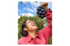 ナガノパープル 1kg（2～3房）長野県 信州 南信州 高森町 農家直送 ぶどう 果物 くだもの フルーツ 旬のぶどう パープル むつみ農園