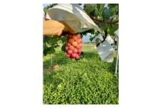 クイーンルージュ(R) 1kg（2～3房）長野県 信州 南信州 高森町 農家直送 ぶどう 果物 くだもの フルーツ 旬のぶどう ルージュ むつみ農園