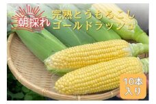 完熟とうもろこし(ゴールドラッシュ)10本 7月中旬発送 長野県 信州 南信州 高森町 旬の野菜 やさい 夏野菜 コーン 中平農園