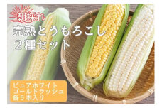 完熟とうもろこし(ピュアホワイト・ゴールドラッシュ)計10本 長野県 信州 南信州 高森町 旬の野菜 やさい 夏野菜 コーン 中平農園