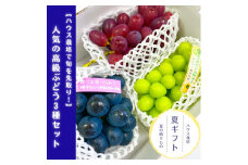 【数量限定】高級ぶどう3種セット(各１房) 2025年7月中旬より発送 長野県 信州 南信州 高森町 農家直送 クイーンルージュ(R) シャインマスカット ナガノパープル ルージュ シャイン パープル ハウス栽培 人気ぶどう ギフト 贈答 糖度18以上