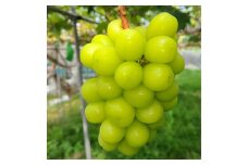 【長野県南信州産】厳選シャインマスカット 1kg(2房～3房) 2025年9月上旬より発送開始 信州 高森町 農家直送 ぶどう 果物 くだもの 旬のぶどう シャイン 糖度18度以上