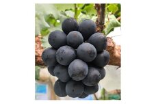 【贈答用ハウス栽培】こだわりのナガノパープル 1kg(2～3房) 2025年8月上旬より発送開始 長野県 信州 南信州 高森町 農家直送 ぶどう 果物 くだもの 旬のぶどう パープル ギフト