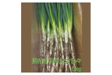 泥付きねぎ5kg 太さ色々 長野県 信州 南信州 高森町 ネギ 旬の野菜 ＧＯＭＥＳ・ＤＵＡＲＴＥ・ＪＯＳＥ